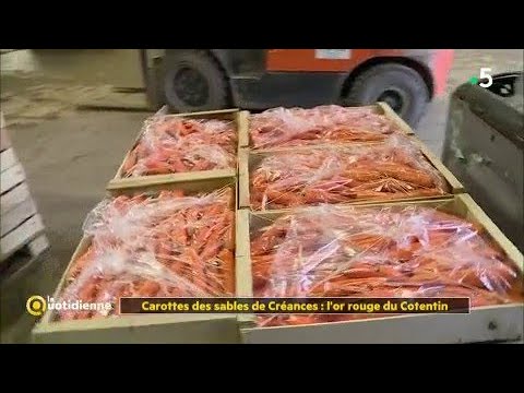 Carottes des sables de Créances : l'or rouge du Cotentin