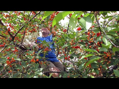 L'association "SOS Fruits" lutte contre le gaspillage alimentaire en Suisse