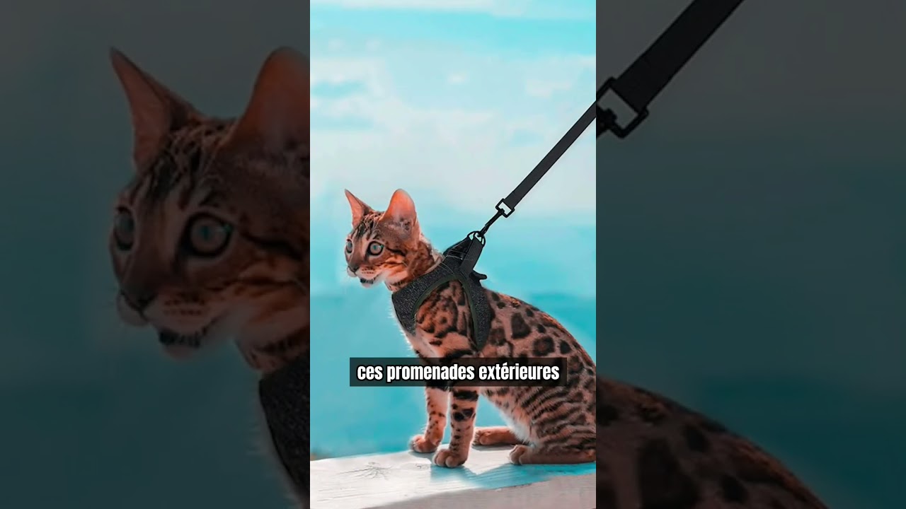 Balader son chat en laisse : Bien ou pas ? #shorts #chats