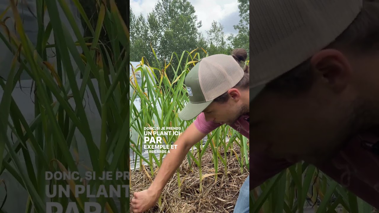 QUAND récolter votre ail ? 🧄
