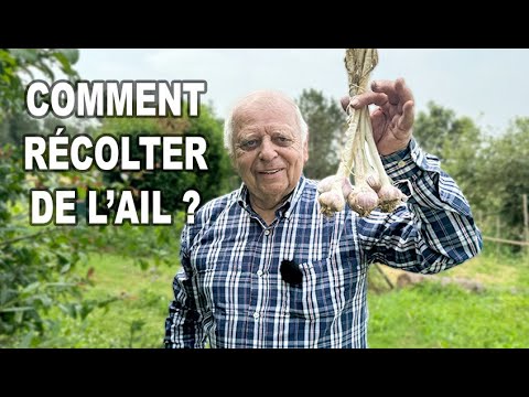 MES CONSEILS POUR RECOLTER L'AIL